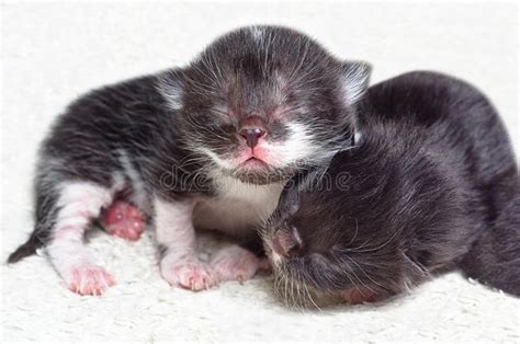 Newborn Kitten Pictures, Images and Stock Photos.